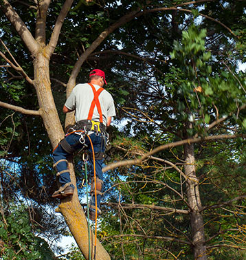 Tree Trimming